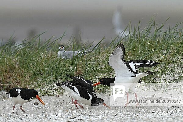 Eurasian oystercatcher (Haematopus ostralegus)  trill group fighting on the ground  courtship display  Lower Saxon Wadden Sea National Park  East Frisian Islands  Lower Saxony  Germany  Europe