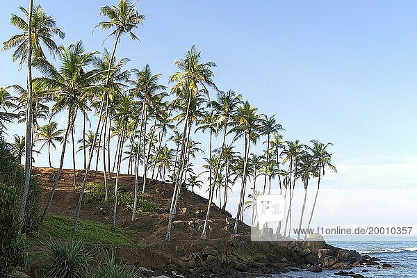 Tropical scenery of palm trees on a hillside by blue ocean  Mirissa  Sri Lanka  Asia