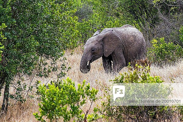 Afrikanischer Elefant (Loxodonta africana)  Afrika  Kenia  Rift Valley  Rift Valley  Afrika