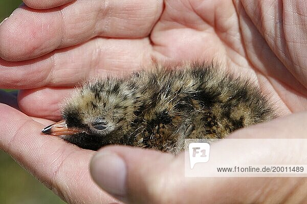 Common Tern (Sterna hirundo)  newly hatched juvenile bird in the hand of a scientist  jumper  juvenile  Lower Saxon Wadden Sea National Park  East Frisian Islands  Lower Saxony  Germany  Europe