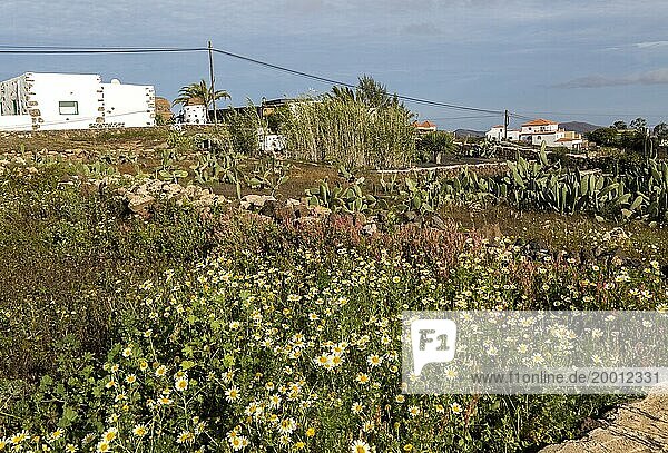 Traditionelle Häuser und Gärten im Dorf Villaverde bei Oliva  Fuerteventura  Kanarische Inseln  Spanien  Europa