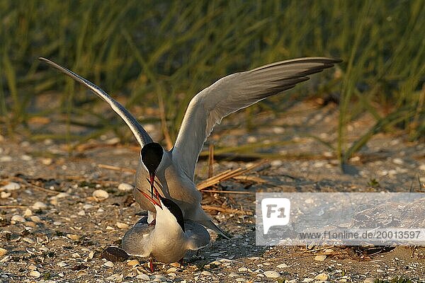 Common Tern (Sterna hirundo)  copula  mating in the evening light in front of the colony  Lower Saxon Wadden Sea National Park  East Frisian Islands  Lower Saxony  Germany  Europe