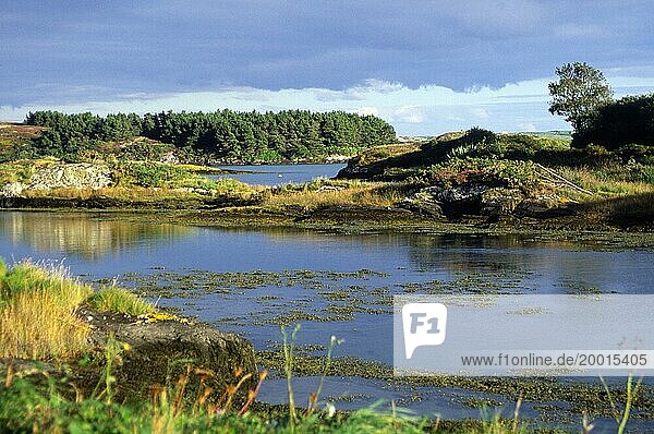 Coast and bog vegetation Mizen peninsula  County Cork  Ireland  Europe