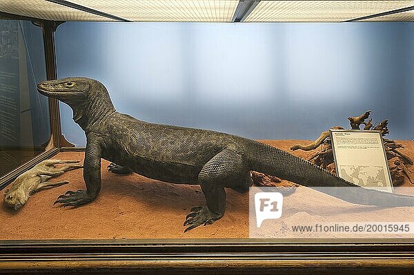 Komodo dragon (Varanus komodoensis)  Natural History Museum  opened 1889  Vienna  Austria  Europe