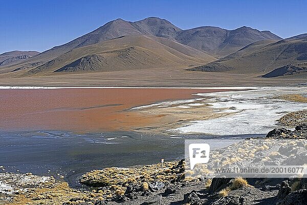 Laguna Colorada  Rote Lagune  Salzsee im Naturschutzgebiet Eduardo Avaroa Andean Fauna in den Anden  Provinz Potosí  Bolivien  Südamerika