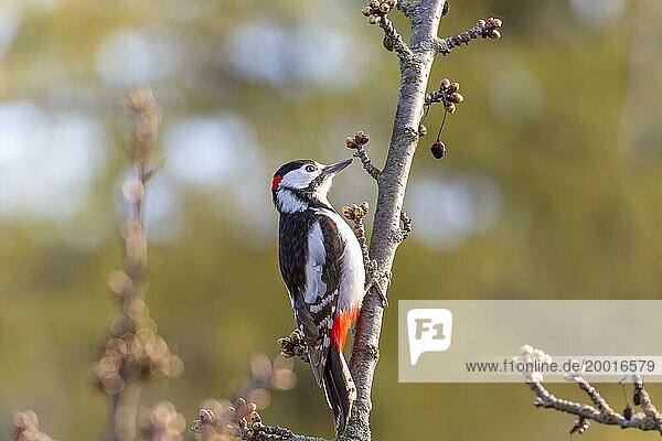 A great spotted woodpecker pecking at a branch to look for food  Stuttgart  Baden-Württemberg  Germany  Europe