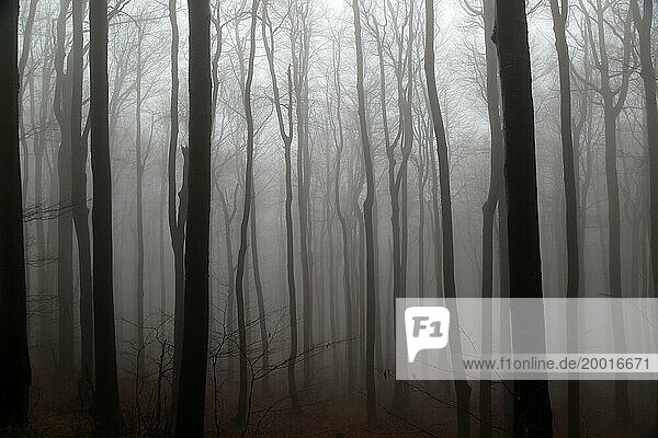 Buchenwald in tiefem Nebel  Schipka Pass  Bulgarien  Osteuropa  Europa
