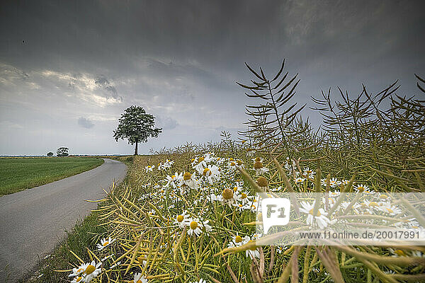 Bleigraue Regenwolken über verblühtem Rapsfeld mit blühender Kamille am Feldrand
