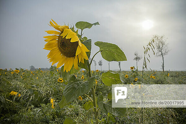 Vom Regen gebeugte Sonnenblumen auf einem Feld in der Nähe von Büsum (Dithmarschen). Im Hintergrund bricht die Sonne für einen kurzen Moment durch die graue Wolkendecke