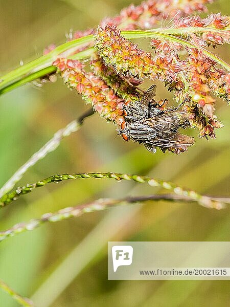 Zwei Fliegen  die sich auf einer Pflanze paaren  mit feinen roten Details auf ihren Augen