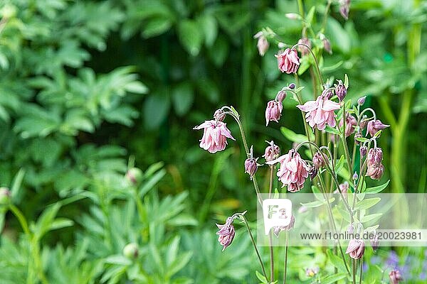Schöne Akelei oder Aquilegia rosa Blüten im Garten  selektiver Fokus
