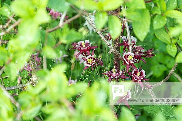 Schöne Akelei oder Aquilegia rosa Blüten im Garten  selektiver Fokus