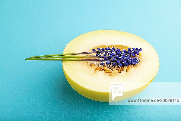 In Scheiben geschnittene reife gelbe Melone und Hyazinthenblüten auf blauem Pastellhintergrund. Seitenansicht  Nahaufnahme. Ernte  Frauen Gesundheit  vegane Ernährung  Konzept  Minimalismus