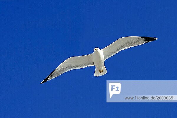 Eine ausgewachsene Silbermöwe (Larus Argentatus) fliegt  segelt am blauen Himmel