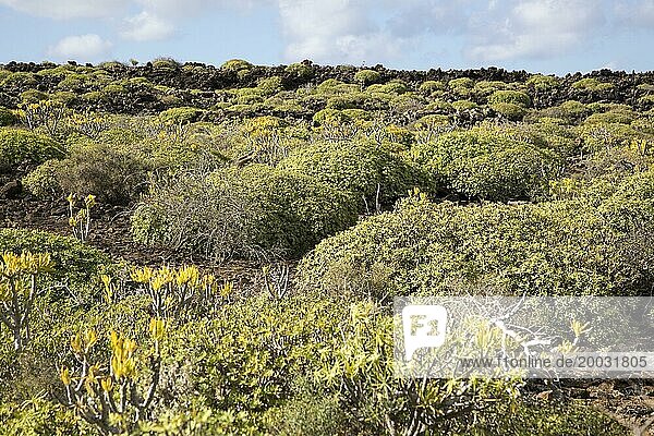 Euphorbia balsamifera Kleinia Nerifolia growing on lava flows Malpais de Corona  Lanzarote  Canary Islands  Spain  Europe