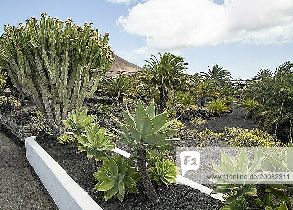 Kaktuspflanzen im Garten der Fundación César Manrique  Taro de Tahíche  Lanzarote  Kanarische Inseln  Spanien  Europa