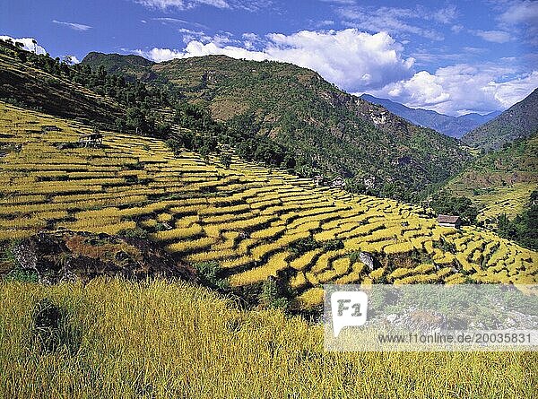Terrassenförmig angelegte Reis und Gerstenfelder ziehen sich in der Nähe des Dorfes Sinam in den Ausläufern des Kangchenjunga Gebirges im Osten Nepals den Hang hinunter
