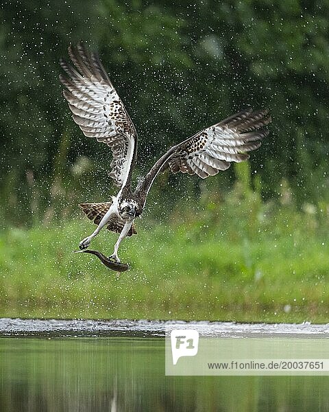 Fischadler (Pandion haliaetus) bei der Jagd mit erbeuteter Forelle  Aviemore  Schottland  Grossbritanien