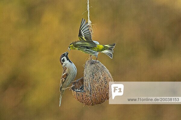Siskin with open wings standing on feeding dish left looking threatening and tree sparrow sitting right looking up