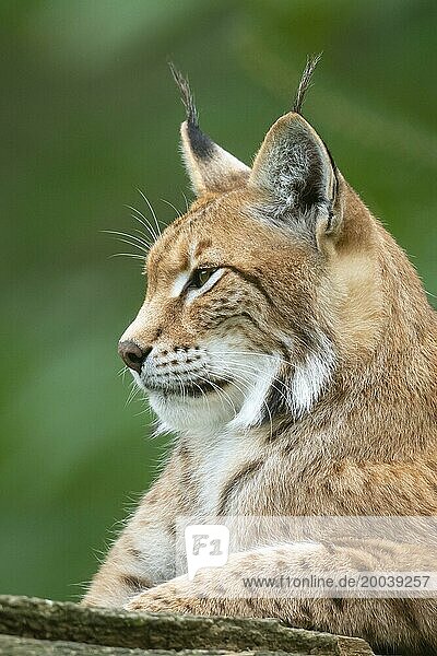 Portrait eines Luchs (Lynx lynx)  Haltern  Nordrhein-Westfalen  Deutschland  Europa