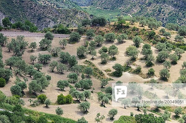 Olivenhain in Kalabrien  olive grove in Calabria 02