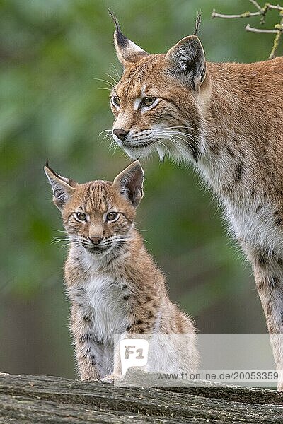 Luchs (Lynx lynx) mit Jungtier  Haltern  Nordrhein-Westfalen  Deutschland  Europa