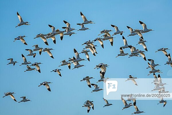 Pied Avocet  Recurvirostra avosetta  birds in flight over marshes at sunrise