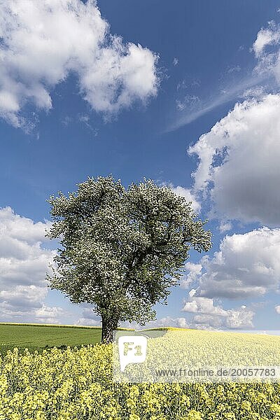 Single  large  old pear tree (Pyrus communis) in full bloom at the edge of a flowering rape field (Brassica napus)  Bavaria  Germany  Europe