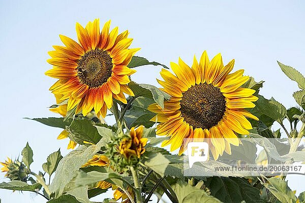 Helianthus gelbe Sonne Gesicht Kopf Sonnenblume Pflanze Blume blühende Nahaufnahme  UK