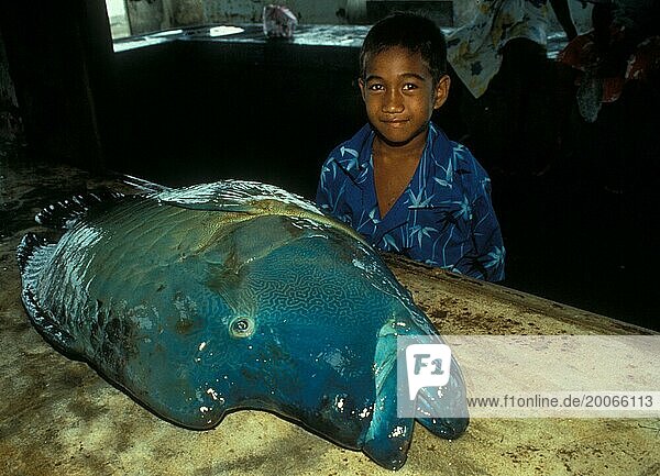 Großer Fang  großer Fisch: Der Amazonas versorgt die Einheimischen jeden Tag mit frischer Nahrung wie diesem Buckelkopf Lippfisch
