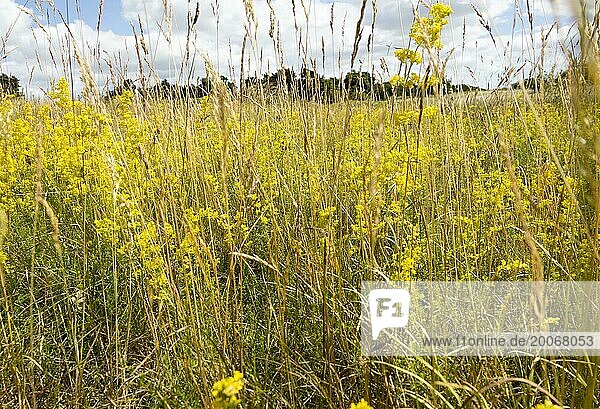 Labkraut  Galium verum  gelbe Blüten im Sommer  wächst in Sutton  Suffolk  England  UK