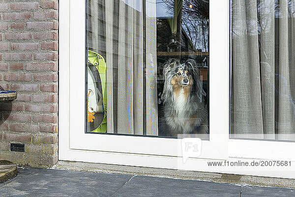 Dog sitting at the window waiting for its owner to return