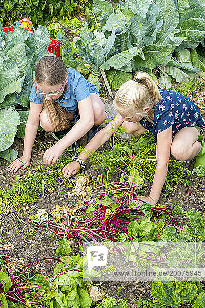 two young girls  sisters at their mothers allotment weeding and picking fresh vegetables for lunch