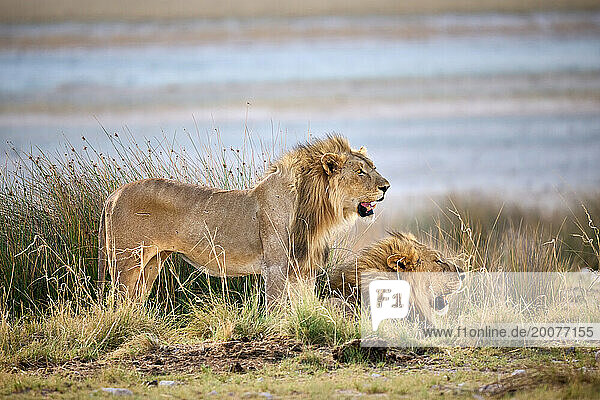 Zwei männliche Löwen patrouillieren in ihrem Revier  Etosha Nationalpark  Namibia  Afrika |two male lion patroling their territory  Etosha National Park  Namibia  Africa|