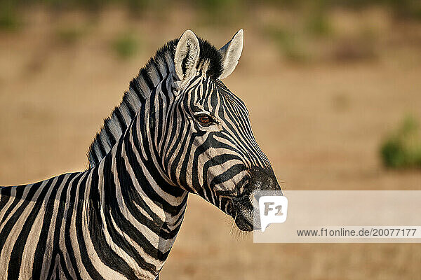 Steppenzebra der Unterart Burchell-Zebra (Equus quagga burchelli), Etosha Nationalpark, Namibia, Afrika |plains zebra or Burchell's zebra (Equus quagga burchellii), Etosha National Park, Namibia, Africa|