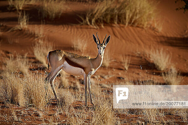 Kalahari-Springbock (Antidorcas hofmeyri) in der Namib Wueste  Namibia  Afrika |springbok or springbuck (Antidorcas marsupialis) in Namib desert  Namibia  Africa|