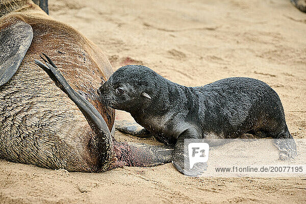 Robbe saeugt ihr Baby  Braune Pelzrobbenkolonien mit Babys  Cape Cross Seal Reserve  Namibia  Afrika |seal suckling its baby in Brown fur seal colonies with babies  Cape Cross Seal Reserve  Namibia  Africa|