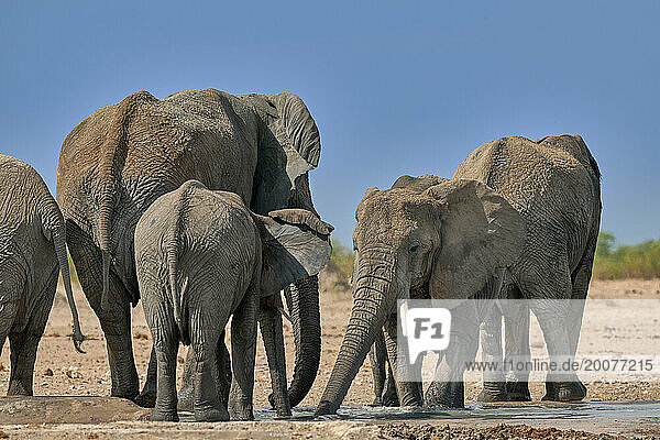 grosse Herde afrikanischer Elefanten (Loxodonta africana) am Wasserloch  Etosha Nationalpark  Namibia  Afrika |Large herd of African elephants (Loxodonta africana) at the waterhole  Etosha National Park  Namibia  Africa|