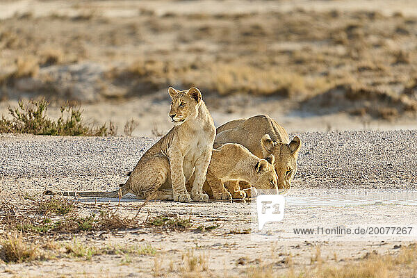 Loewin (Panthera Leo) mit Jungtieren trinken an Wasserpfütze  Etosha Nationalpark  Namibia  Afrika |Lioness (Panthera Leo) with cubs drinking from a puddle of water  Etosha National Park  Namibia  Africa|