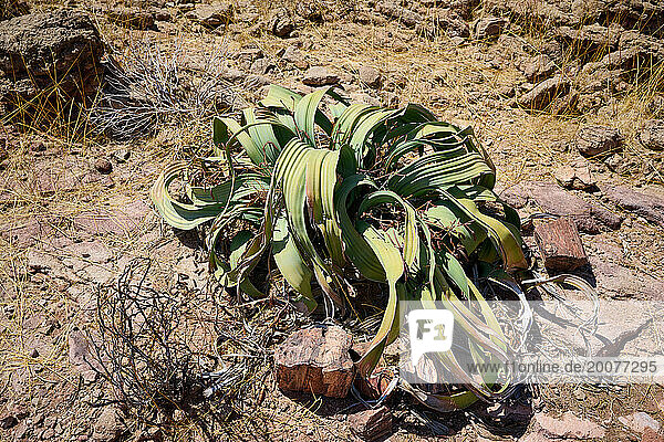 Welwitschie Pflanze (Welwitschiaceae) am Three Stages Petrified Forest  versteinerter Wald  Namibia  Afrika |Welwitschia plant (Welwitschiaceae) at Three Stages Petrified Forest  Petrified Forest  Namibia  Africa|