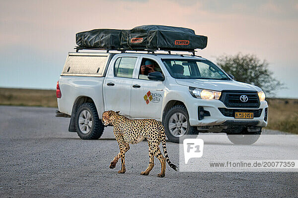 Gepard (Acinonyx jubatus) uberquert Strasse vor einem Touristenauto  Etosha Nationalpark  Namibia  Afrika |Cheetah (Acinonyx jubatus) crosses the street in front of a tourist car  Etosha National Park  Namibia  Africa|