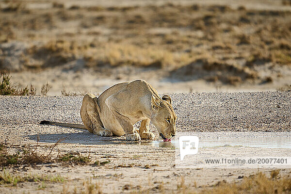 Loewin (Panthera Leo) trinkt an Wasserpfütze  Etosha Nationalpark  Namibia  Afrika |Lioness (Panthera Leo) drinks from a puddle of water  Etosha National Park  Namibia  Africa|