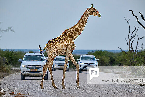 Angola Giraffe (Giraffa camelopardalis angolensis) ueberquert die Strasse mit Autos im Hintergrund  Etosha Nationalpark  Namibia  Afrika |Angolan giraffe or Namibian giraffe or smokey giraffe (Giraffa camelopardalis angolensis) crossimg a road with cars behind  Etosha National Park  Namibia  Africa|