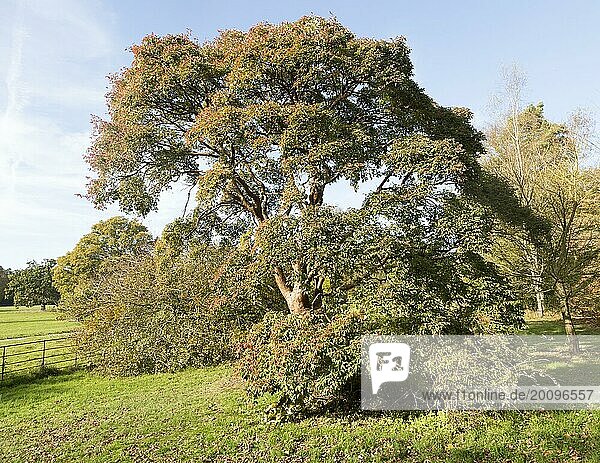 Rindenahorn  Acer griseum  Nationales Arboretum  Westonbirt Arboretum  Gloucestershire  England  UK