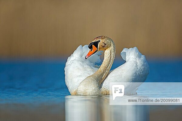 Mute swan (Cygnus olor) mating  plumage erecting  courtship display  Middle Elbe Biosphere Reserve  Saxony-Anhalt  Germany  Europe