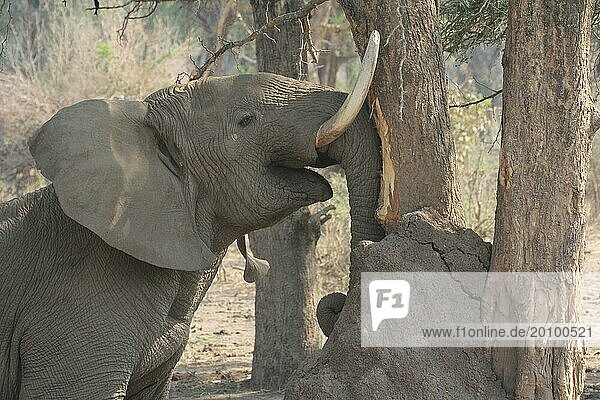 Ein Elefant reibt seine Stosszähne an einem Baum. Elefant reibt seine Aufgaben an einem Baum im Lower Zambesi Nationalpark