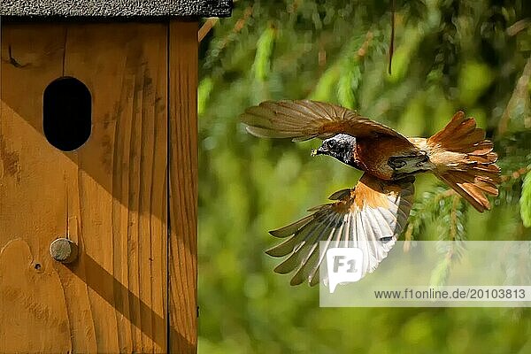 Redstart at the nest box