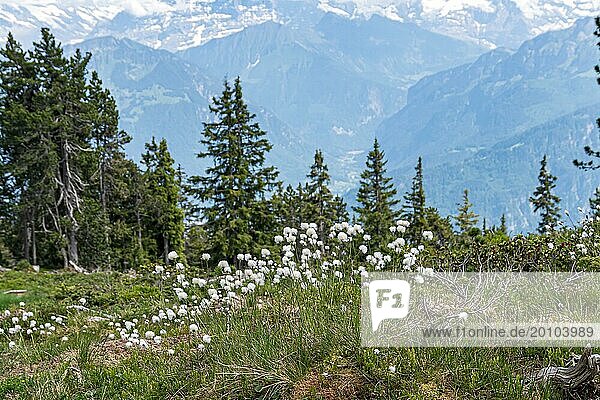 Common cottongrass (Eriophorum angustifolium)  Alpine panorama in the background: Eiger  Mönch  Jungfrau