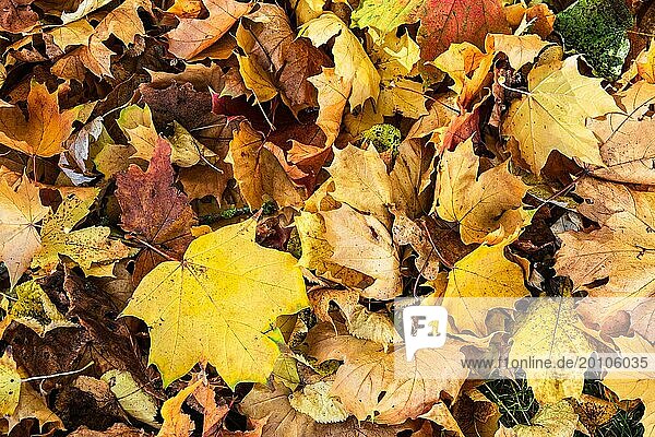 Blick auf herbstlich gefärbte Blätter in der Hansestadt Rostock