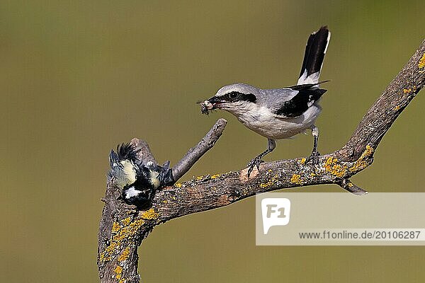 Great Grey Shrike (Lanius excubitor) with clutched Great Tit as prey  Thuringia  Germany  Europe